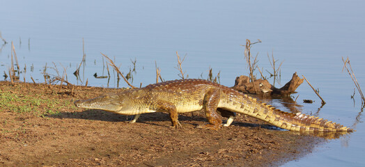 Nilkrokodil / Nile crocodile / Crocodylus niloticus