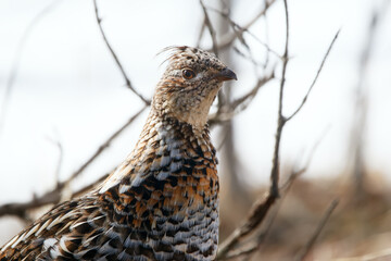 Ruffed grouse hen is walking among branches in the spring woods.