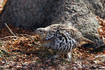 Ruffed grouse hen is walking under the tree in the spring woods.