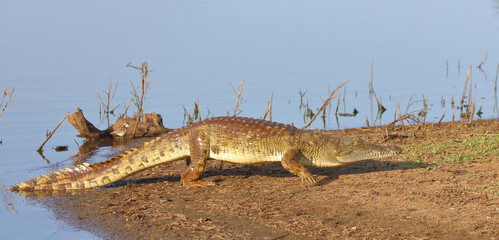 Nilkrokodil / Nile crocodile / Crocodylus niloticus