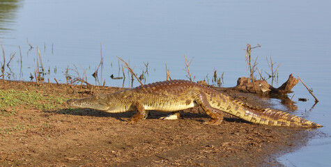 Nilkrokodil / Nile crocodile / Crocodylus niloticus