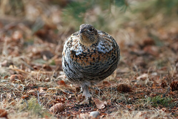 Ruffed grouse hen is walking under the tree in the spring woods.
