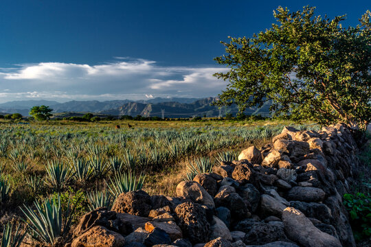 Agave Azul Tequilana Weber 007