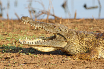 Nilkrokodil / Nile crocodile / Crocodylus niloticus..