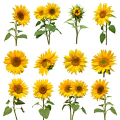 Sunflowers collection isolated on white background. Flat lay, top view