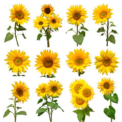 Sunflowers collection isolated on white background. Flat lay, top view