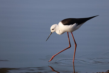Stelzenläufer / Black-winged stilt / Himantopus himantopus