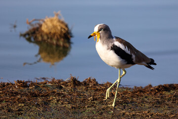 Weißscheitelkiebitz / White-crowned lapwing or White-headed Lapwing / Vanellus albiceps