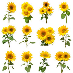 Sunflowers collection isolated on white background. Flat lay, top view