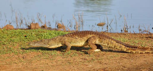 Nilkrokodil / Nile crocodile / Crocodylus niloticus