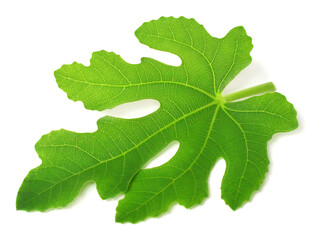 Fig leaf macro isolated on white background