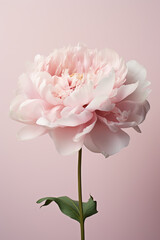 A delicate pink peony with its lush, layered petals arranged against a soft blush pink background