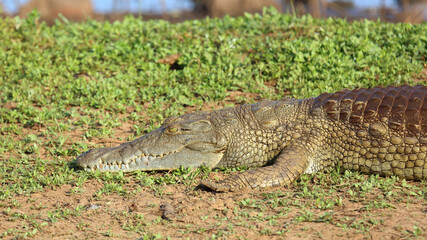 Nilkrokodil / Nile crocodile / Crocodylus niloticus