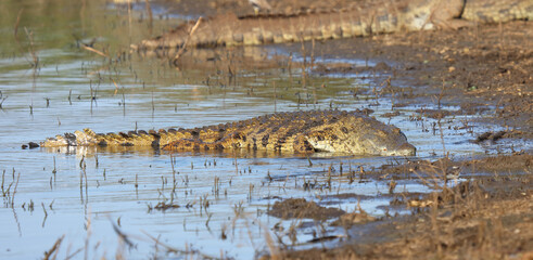 Nilkrokodil / Nile crocodile / Crocodylus niloticus