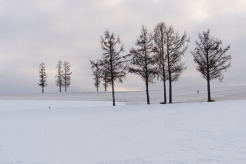 北海道美瑛の雪景色