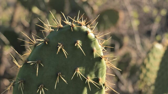 Cactus spines macro. Hills of Southern California.