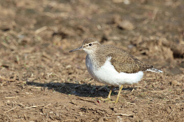 Bruchwasserläufer / Wood sandpiper / Tringa glareola