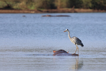 Afrikanischer Graureiher / Grey heron / Ardea cinerea