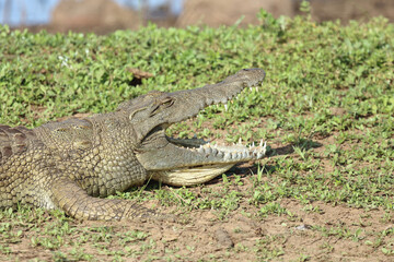 Nilkrokodil / Nile crocodile / Crocodylus niloticus..