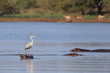 Flußpferd und Graureiher / Hippopotamus and Grey heron / Hippopotamus amphibius et Ardea cinerea