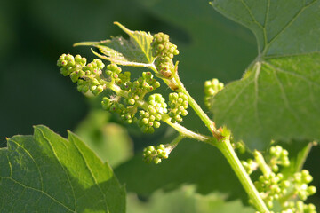 Flowering of the grape. Grape in blossom. Fresh green grape vine leaf growth. First grape leaves in spring. Grape ovary. Young leaves of grapes. Shoots of grapes.