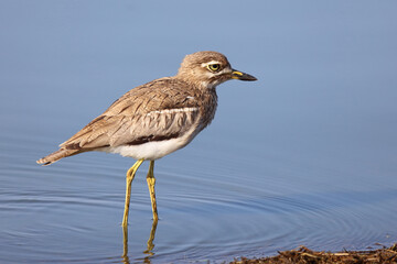 Wassertriel / Water thick-knee / Burhinus vermiculatus.