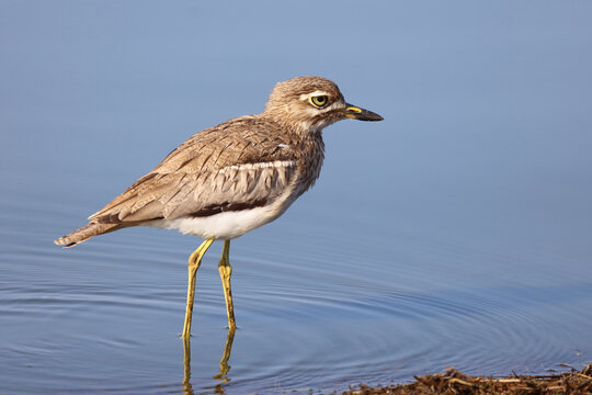 Wassertriel / Water thick-knee / Burhinus vermiculatus.