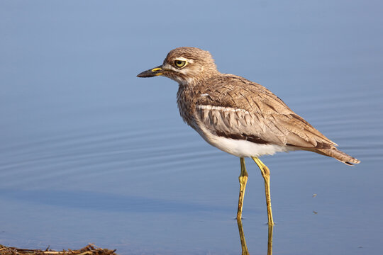 Wassertriel / Water thick-knee / Burhinus vermiculatus.