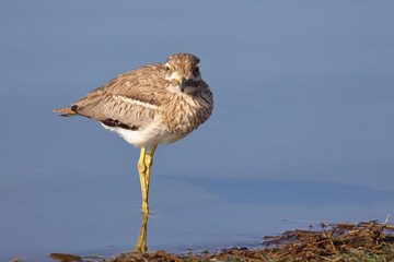 Wassertriel / Water thick-knee / Burhinus vermiculatus.