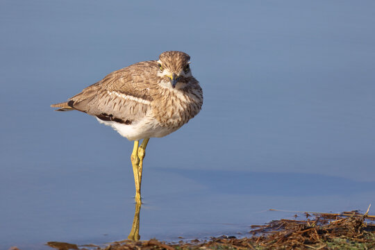 Wassertriel / Water thick-knee / Burhinus vermiculatus.