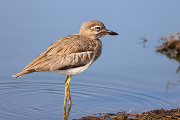 Wassertriel / Water thick-knee / Burhinus vermiculatus.