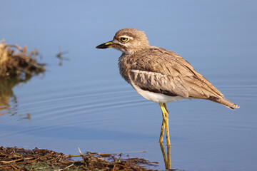 Wassertriel / Water thick-knee / Burhinus vermiculatus.