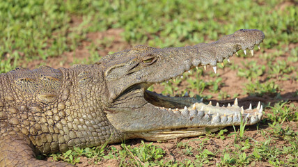 Nilkrokodil / Nile crocodile / Crocodylus niloticus..