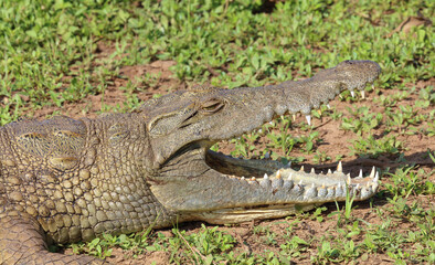 Nilkrokodil / Nile crocodile / Crocodylus niloticus..