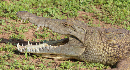 Nilkrokodil / Nile crocodile / Crocodylus niloticus..