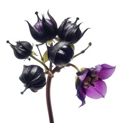 Belladonna alkaloids, transparent background, isolated image, generative AI