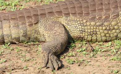 Nilkrokodil / Nile crocodile / Crocodylus niloticus