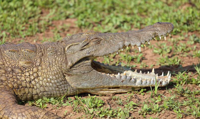 Nilkrokodil / Nile crocodile / Crocodylus niloticus..