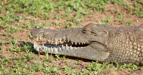 Nilkrokodil / Nile crocodile / Crocodylus niloticus..
