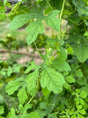 close up view of green Bitter Gourd plants growing on soil