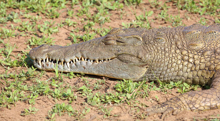 Nilkrokodil / Nile crocodile / Crocodylus niloticus