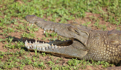 Nilkrokodil / Nile crocodile / Crocodylus niloticus..