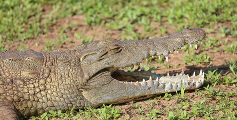 Nilkrokodil / Nile crocodile / Crocodylus niloticus..
