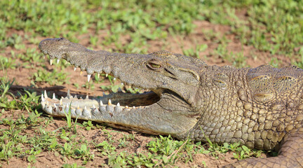 Nilkrokodil / Nile crocodile / Crocodylus niloticus..