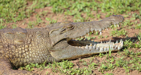 Nilkrokodil / Nile crocodile / Crocodylus niloticus..