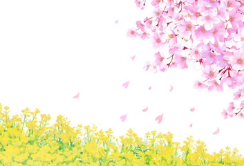 桜と菜の花　フレーム　背景素材　飾り枠　桜吹雪　野原　春イメージ　お花見　入学　卒業　入園　卒園　入社　ひな祭り　ひなまつり　白バック　透過