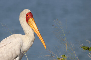 Nimmersatt / Yellow-billed stork / Mycteria ibis