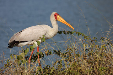 Nimmersatt / Yellow-billed stork / Mycteria ibis