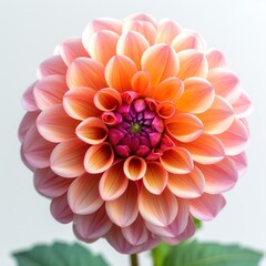 Fototapeta premium photo of dahlia flower with white background