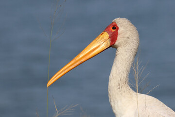 Nimmersatt / Yellow-billed stork / Mycteria ibis